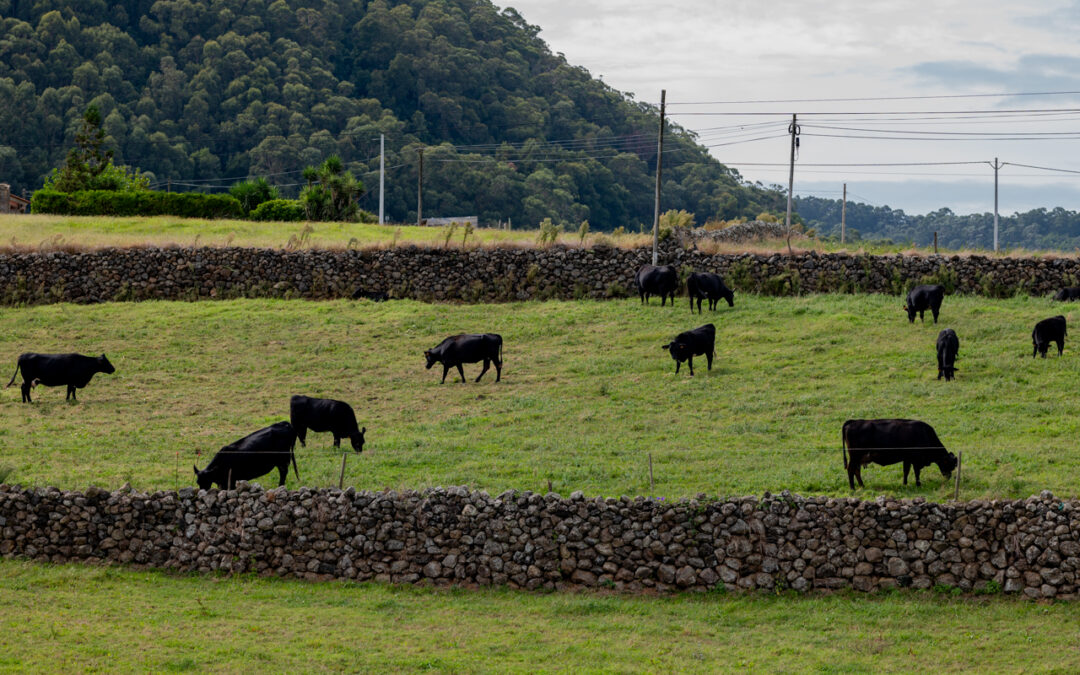Governo dos Açores aceita proposta da Federação Agrícola para reconversão de explorações de leite para carne