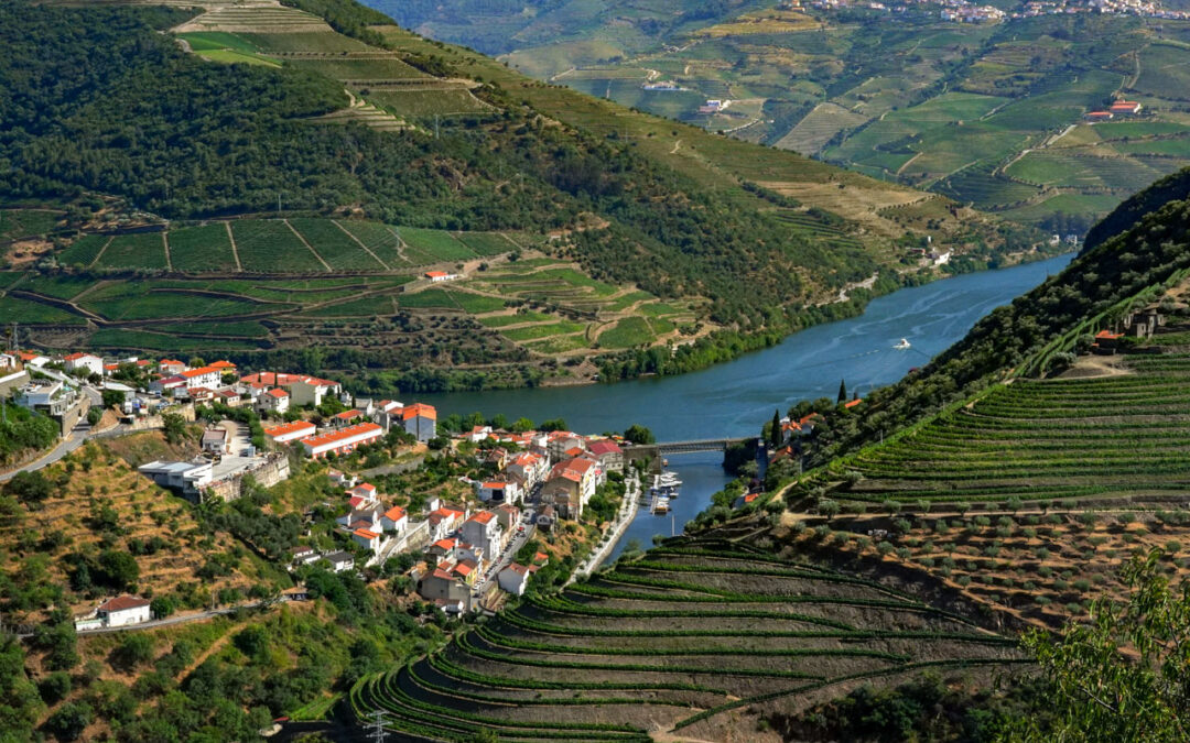 Tapete de flores de um quilómetro une comunidade à Casa de Mateus em Vila Real