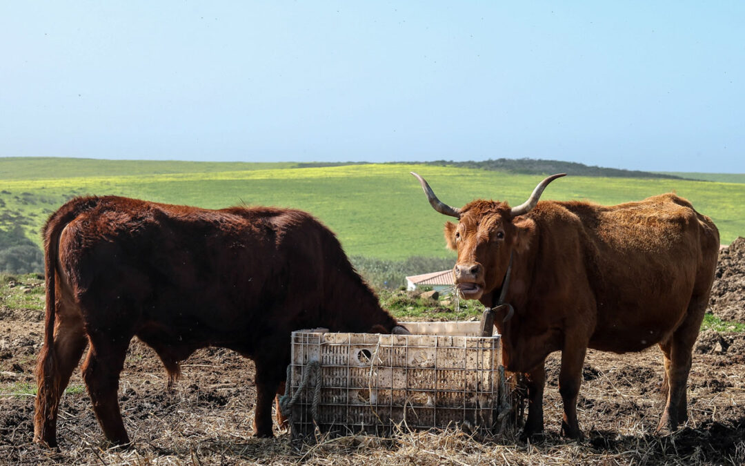 Produtores recuperam raça bovina algarvia dada como extinta