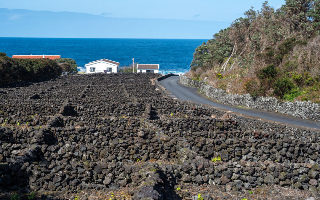 Produção de uva nos Açores em 2025 bate recorde em duas décadas