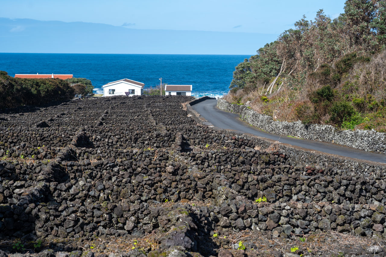 Produção de uva nos Açores em 2025 bate recorde em duas décadas