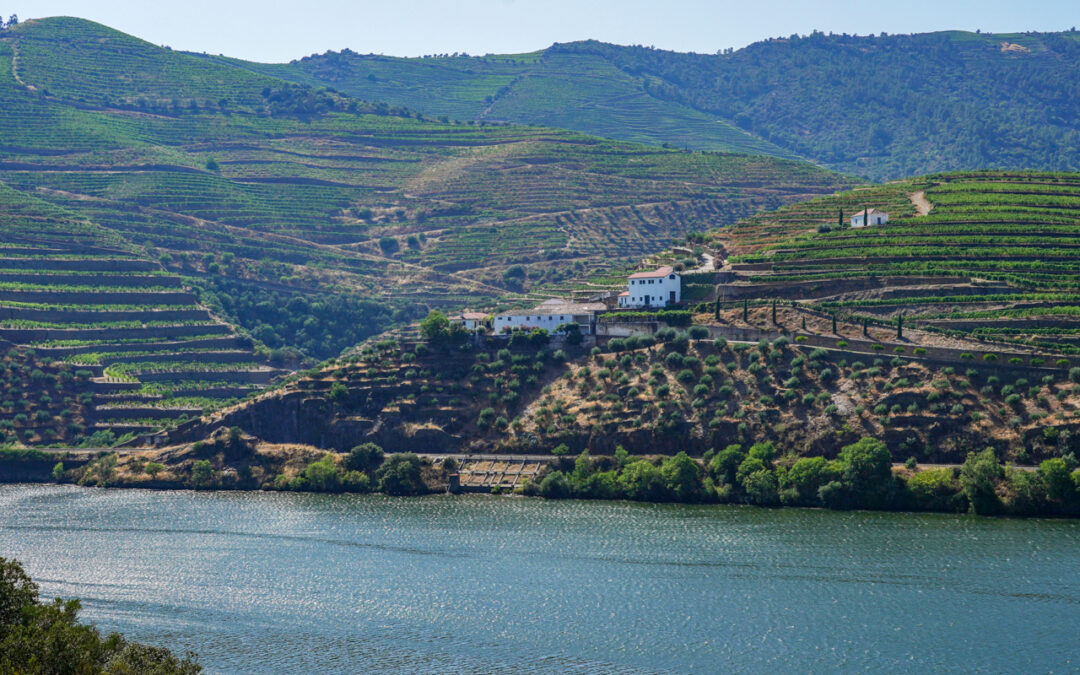 Douro aumenta produção de vinho do Porto para as 76 mil pipas 