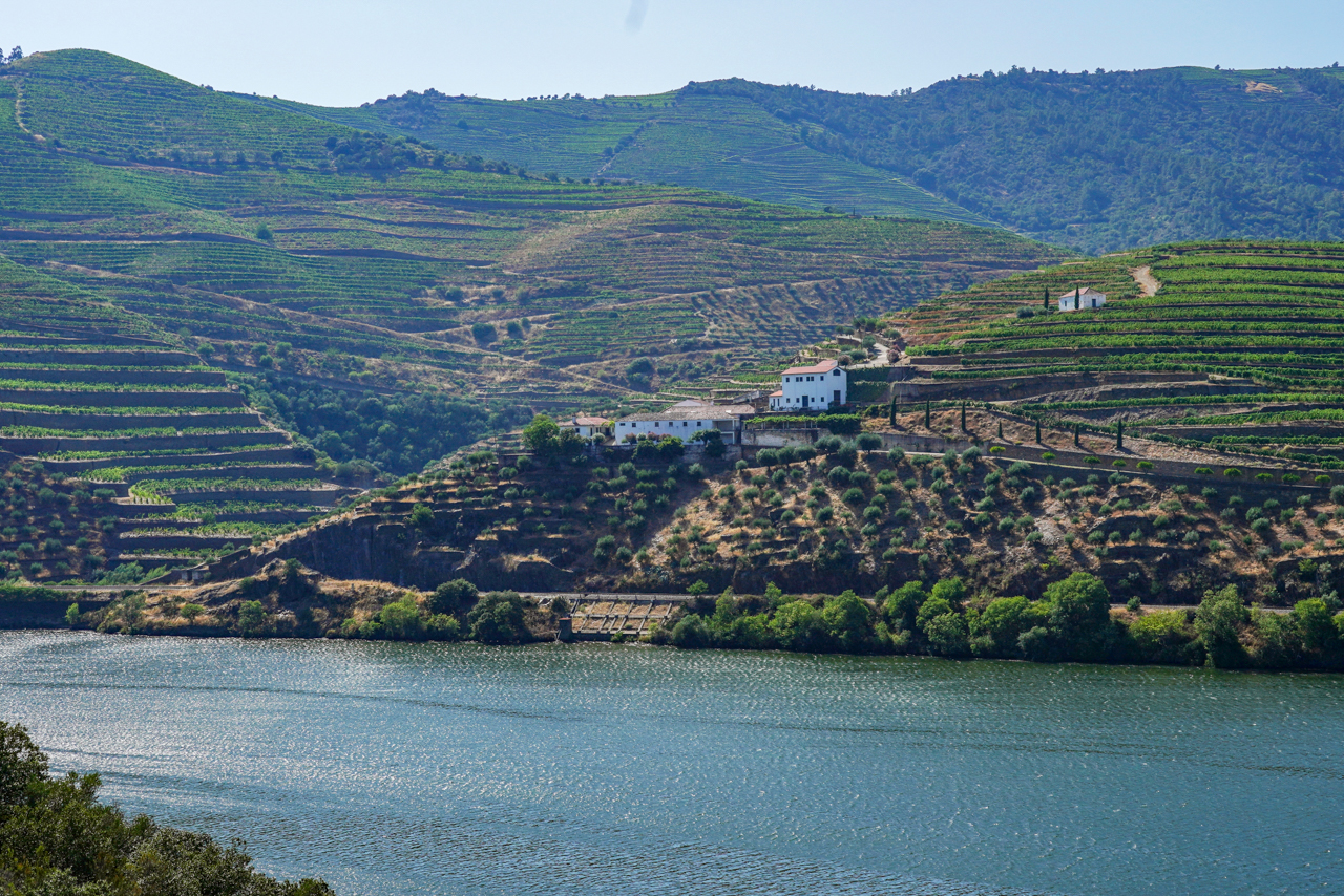Douro aumenta produção de vinho do Porto para as 76 mil pipas