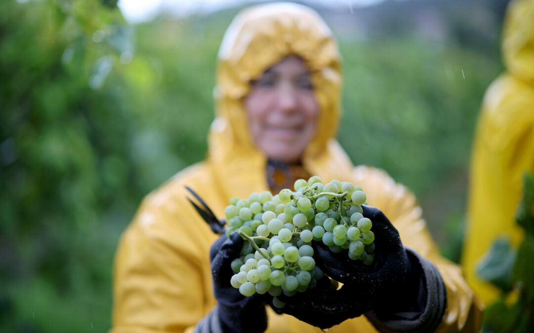 Com chuva a vindima também se faz e inclui lanche, vinho e convívio