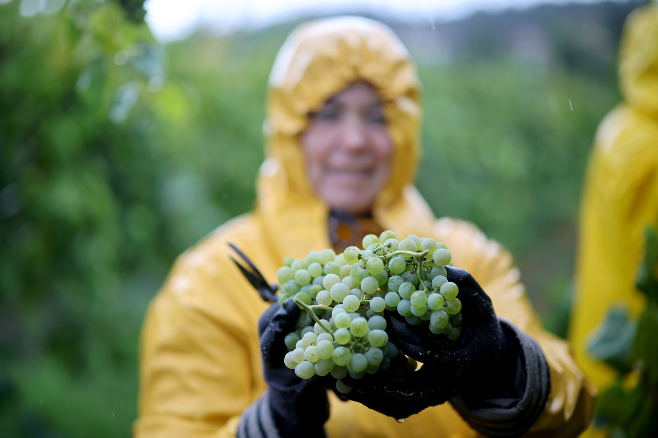 Com chuva a vindima também se faz e inclui lanche, vinho e convívio