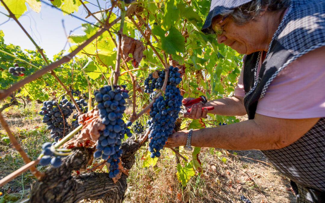 Douro deve liderar estratégia para potenciar enoturismo no Norte e Galiza