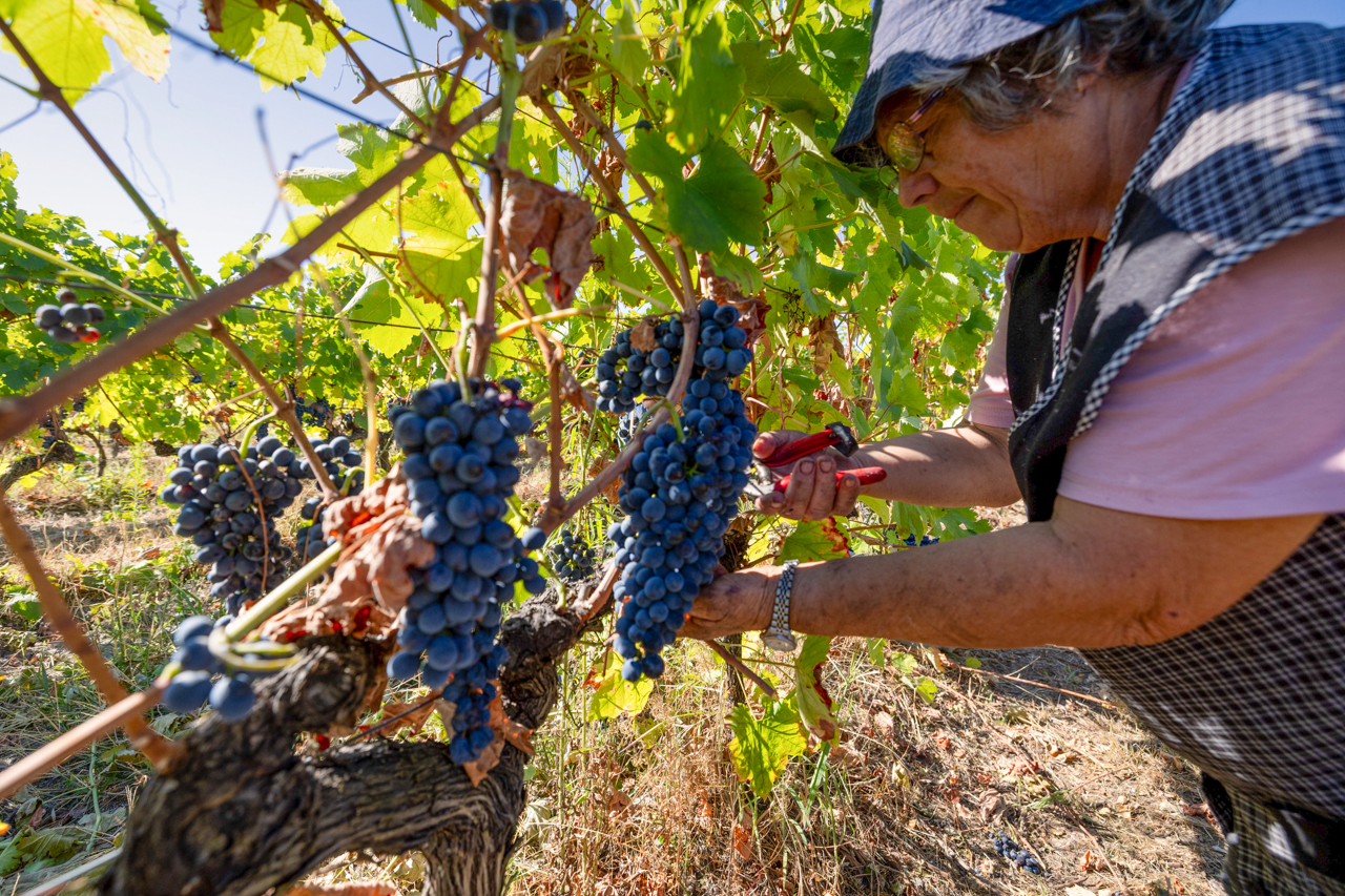 Douro deve liderar estratégia para potenciar enoturismo no Norte e Galiza