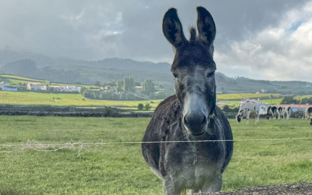 Um burro da Graciosa para celebrar o outono em Serralves