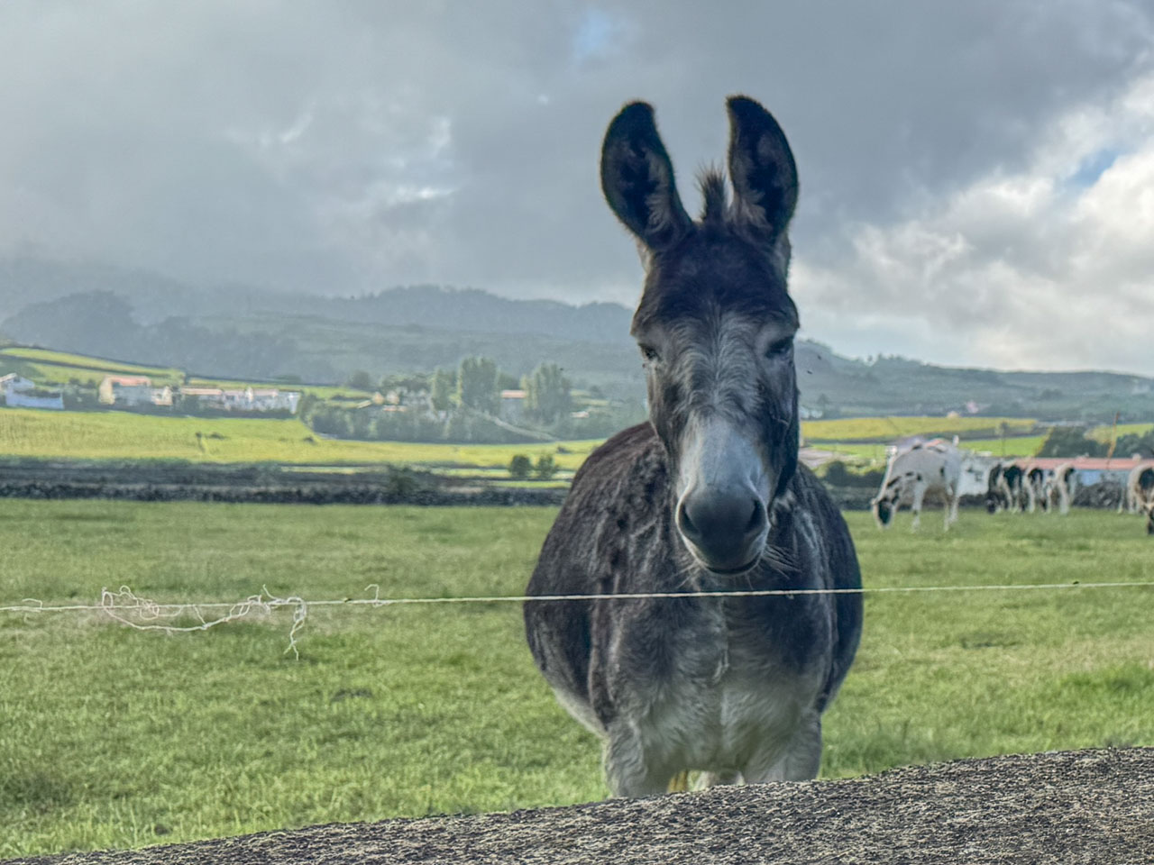 Um burro da Graciosa para celebrar o outono em Serralves