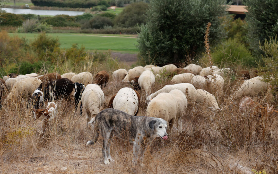 Ovelhas e cabras fazem manutenção natural de empreendimento turístico em Silves