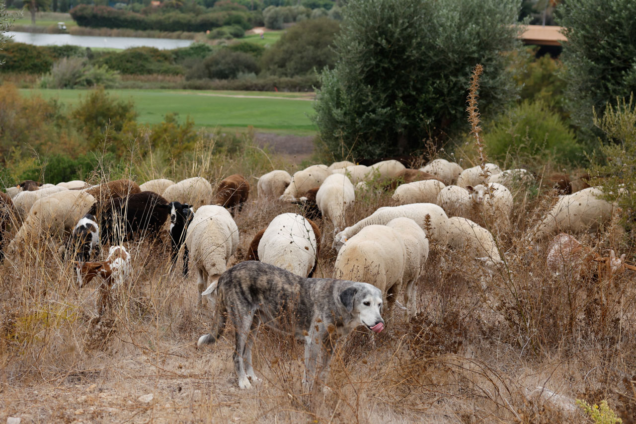 Ovelhas e cabras fazem manutenção natural de empreendimento turístico em Silves