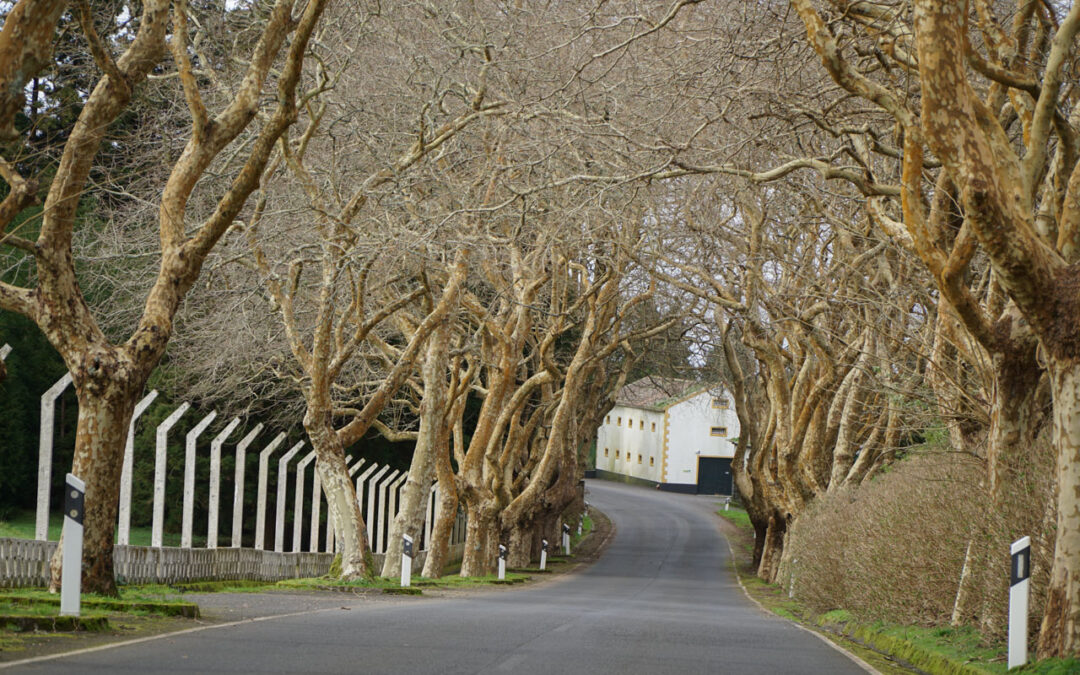 Festival Internacional dos Açores cruza várias artes embalado pela “terra e o sonho”