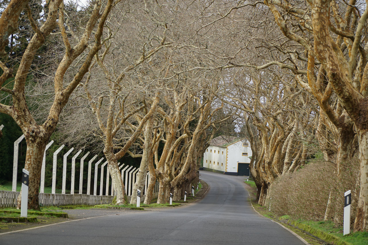 Festival Internacional dos Açores cruza várias artes embalado pela “terra e o sonho”